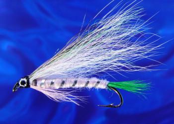 Little Rainbow Trout-10 Little Rainbow Trout-10