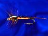 Carred Nymph 