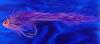 Purple Water Dog-1/0 Purple Water Dog-1/0